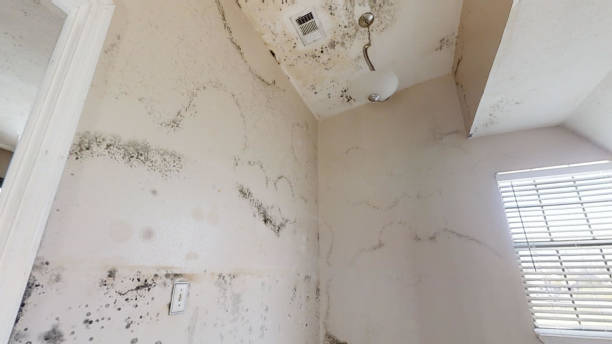 Best Real Estate Mold Inspection  in Clarksville, IN