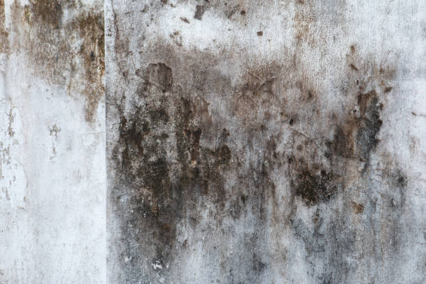 Best Attic Mold Removal  in Clarksville, IN