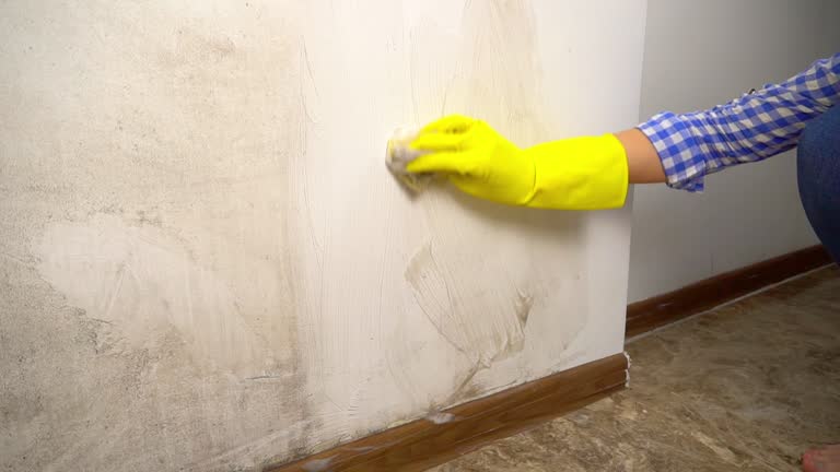 Professional Mold Removal in Clarksville, IN