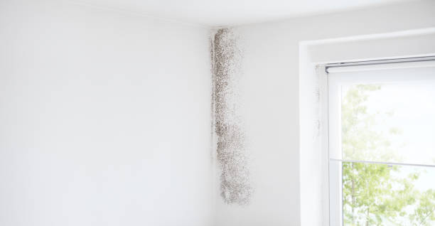 Best Airborne Mold Testing  in Clarksville, IN