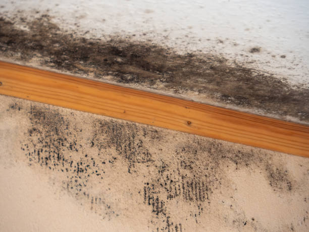  Clarksville, IN Mold Removal Pros