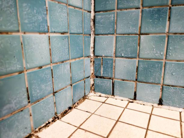 Forensic Mold Investigation in Clarksville, IN