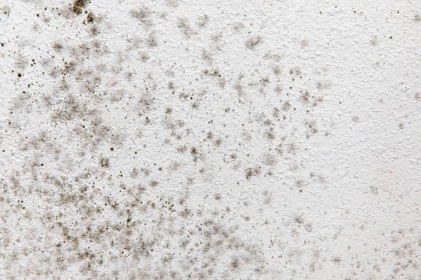 Best Mold Remediation for Healthcare Facilities  in Clarksville, IN