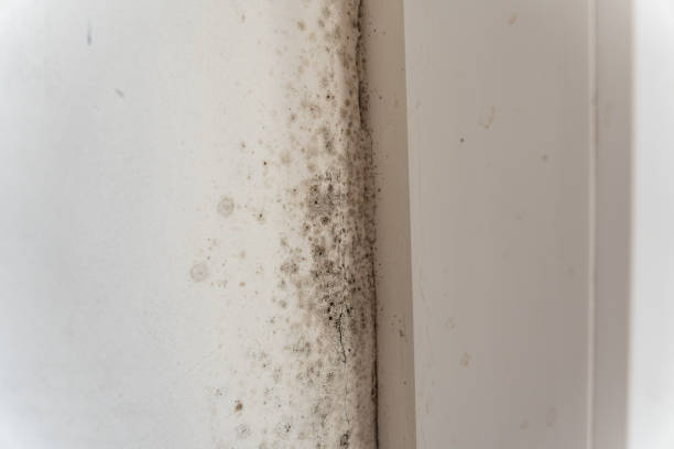 Best Biohazard Mold Removal  in Clarksville, IN
